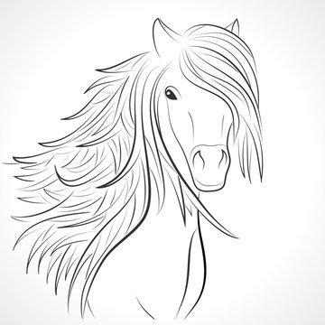 Sketch of horse head with flying mane on white. Vector