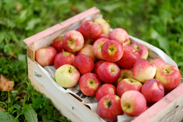 Crate of fresh ripe apples on green grass