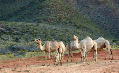 Five camels