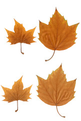 Naklejka na ściany i meble maple leaf