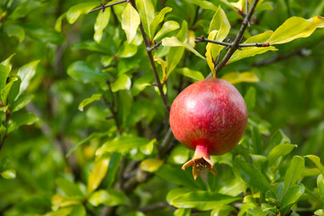 Ripe pomegranate