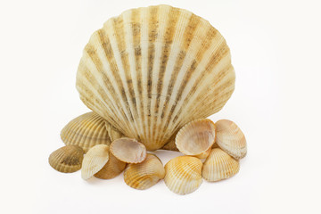 marine cockleshells