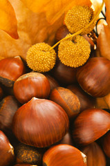 chestnuts and autumn leaves