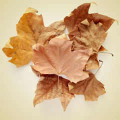 autumn leaves