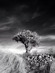 Fotobehang Black and white tree © esebene