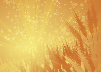 rays wheat landscape