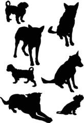 seven black isolated on white dogs