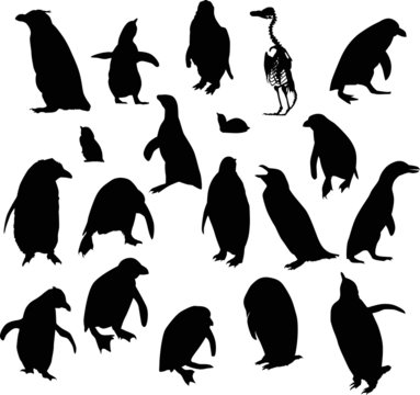 penguin silhouettes collection isolated on white