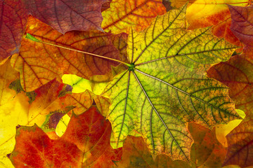 autumn foliage - background