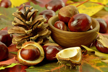 Kasztany z szyszką na liściach