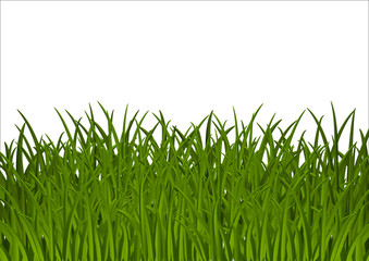 Obraz premium Grass background with place for text