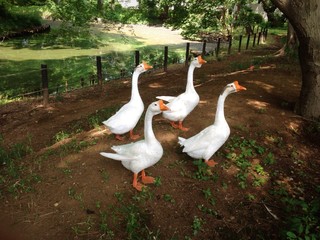 four orange peak goose with syncronized action in the wild