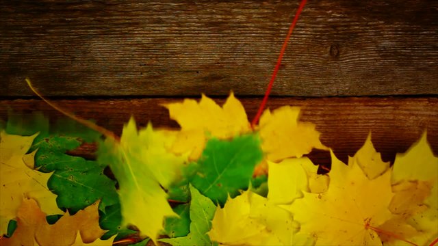 Autumn maple leaf on old wooden boards episode 1