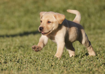 labrador puppy
