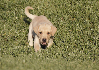 labrador puppy