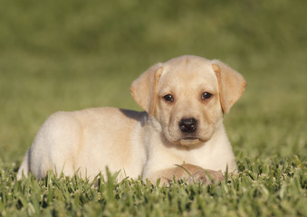 labrador puppy