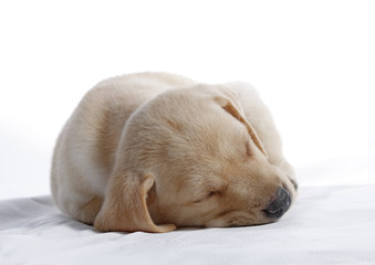 labrador puppy