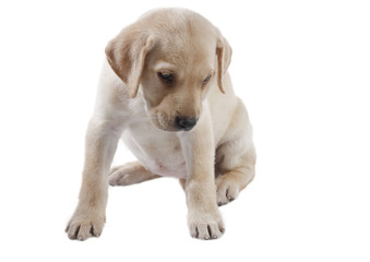 labrador puppy