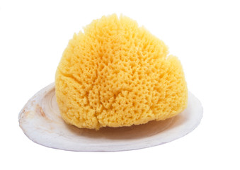 natural sponge in shell