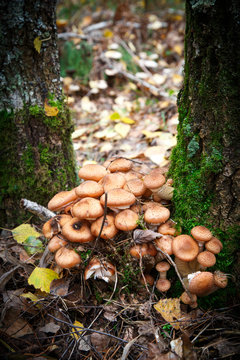agaric mushrooms