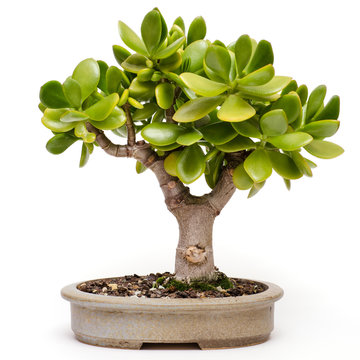 Crassula ovata als Bonsai-Baum