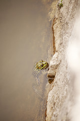Balkan frog