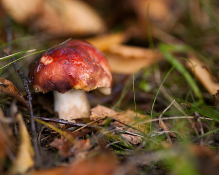 mushroom  in the woods