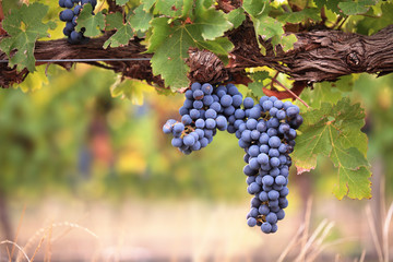 Large bunch of red wine grapes on vine © andrewhagen