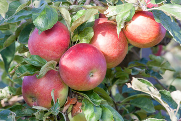 branch with apples