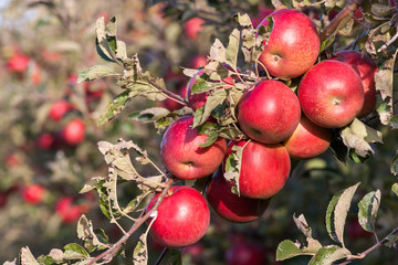 branch with apples