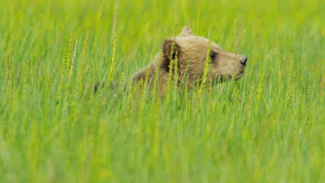 Canadian Brown Bear cub being aware Wilderness area Canada