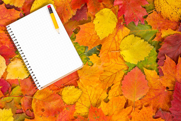 Naklejka na ściany i meble Notebook and autumnal leaves