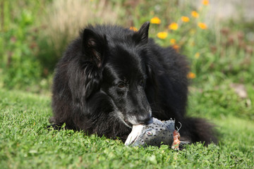 Hungry dog eating fresh fish