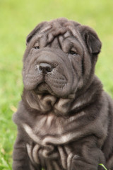 Beautiful sharpei puppy