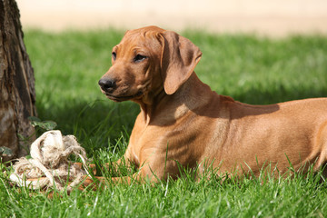 Rhodesian ridgeback puppy in the garden