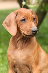 Rhodesian ridgeback puppy in the garden