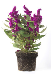 Cerca immagini: "fiore viola"