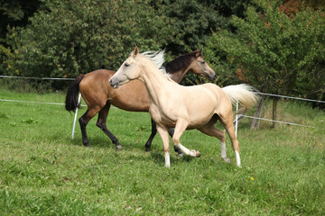 Obraz na płótnie Canvas Two palomino horses running