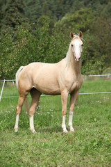 Beautiful palomino horse standing on pasturage