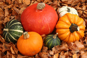 Coloquintes sur tapis de feuilles