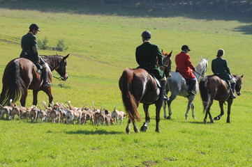 Fototapeta premium Jagdreiten