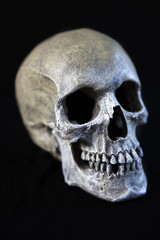 Scary Human Skull