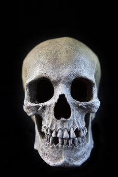 Scary Human Skull