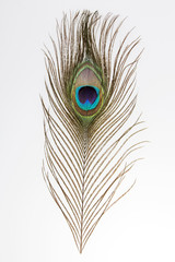 peacock feather on light background