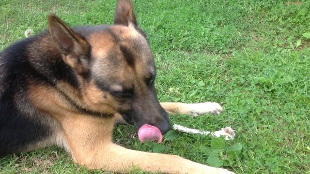 Cane Pastore Tedesco mangia l'osso