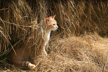 Warrantable, ginger cat hunts mice in the hay.