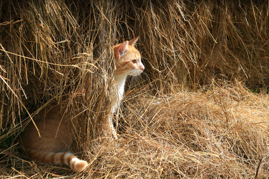 Warrantable, ginger cat hunts mice in the hay.