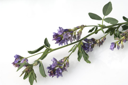 Luzerne, Medicago Sativa,