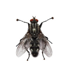 macro fly isolated on white background