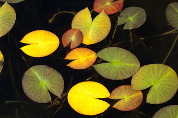 Seerosenblaetter, Herbst,